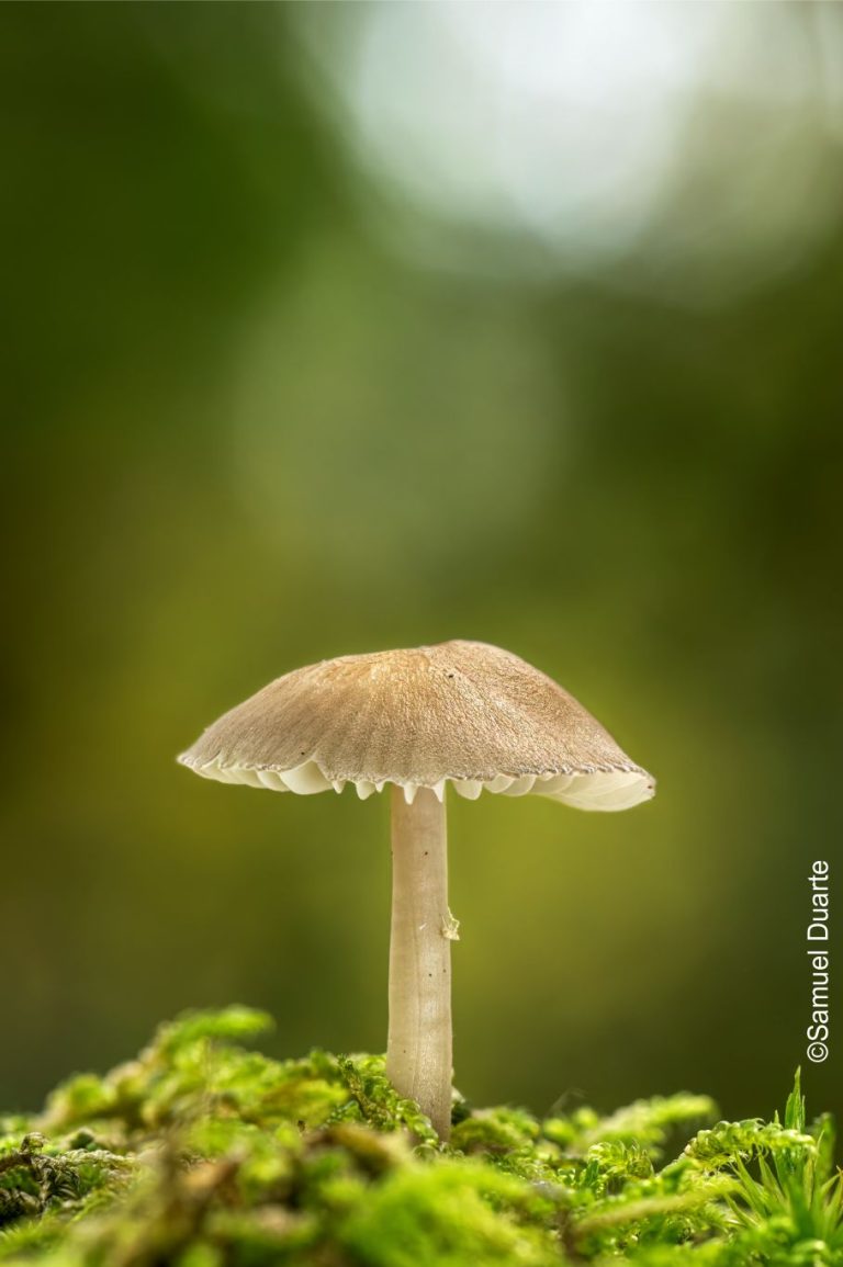 3 nov. a 31 dez. | 10h às 18h – XXI Exposição de Fotografia de Ambiente do CISE
