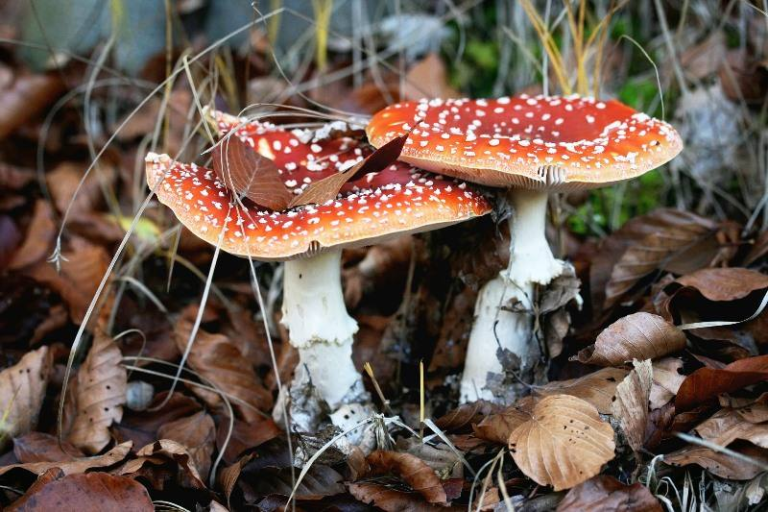 Novembro | das 10h às 18h – Exposição “Cogumelos da Serra da Estrela”