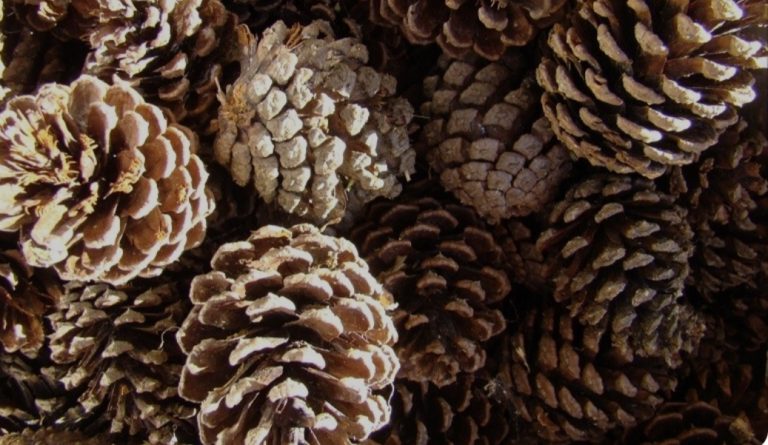 Seia e Gouveia. Apreensão de 150 quilos de pinhas mansas