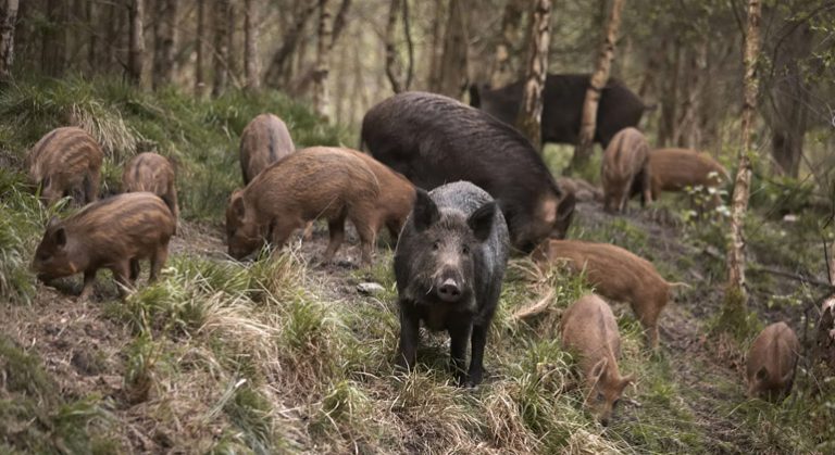 Caça ao javali passa a ser permitida em ZCT inferiores a 400 hectares, exceto por montaria.