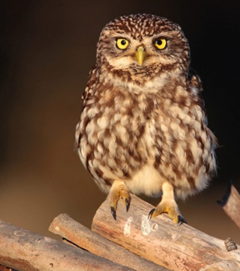 Seia. Recuperação de Mocho Galego