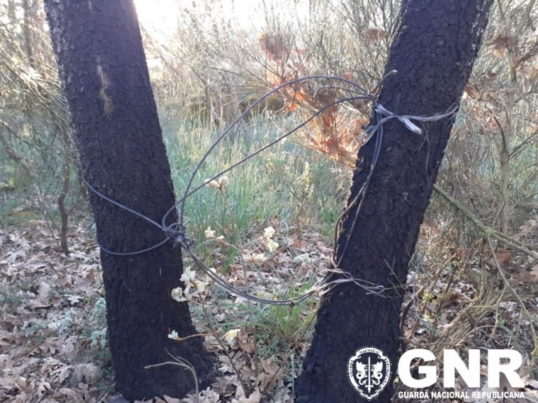 Sabugal. Detido por caça com meios proibidos