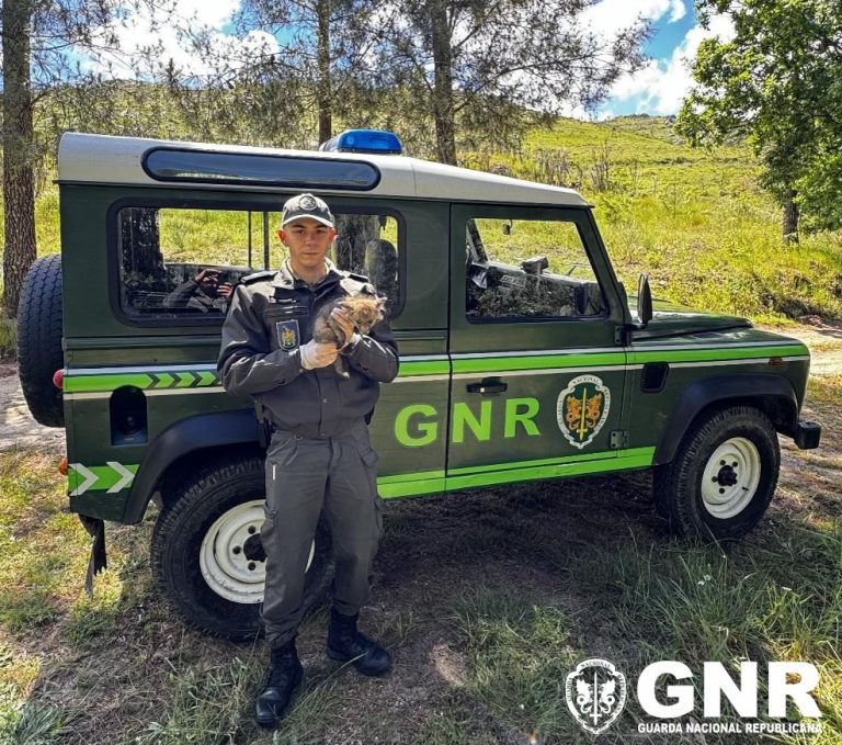 Seia – Recuperação de raposa