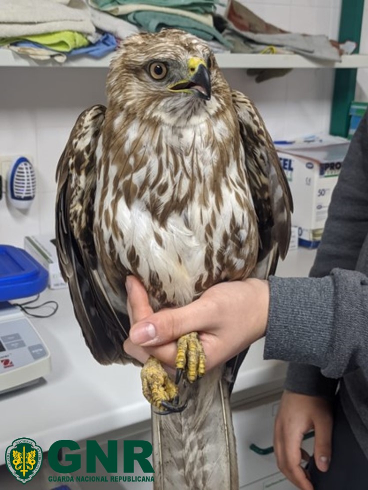 Celorico da Beira – Recuperação de águia-de-asa-redonda