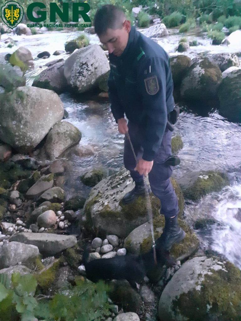 Manteigas – GNR resgata canídeo no rio Zêzere
