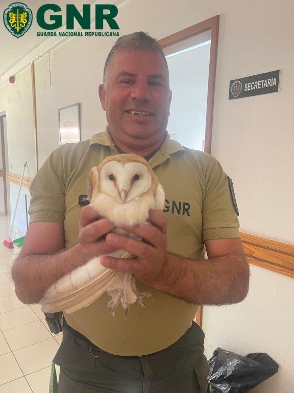 Vila Nova de Foz Côa – Recuperação de coruja-das-torres e águia-calçada