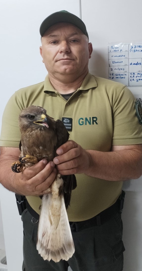 Guarda – Recolha de águia-de-asa-redonda