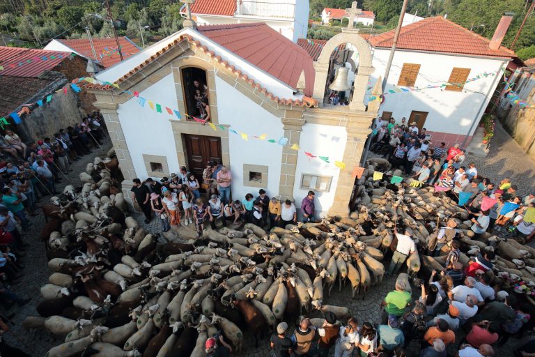Festa da Transumância e dos Pastores celebra tradição ancestral em Seia