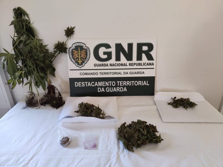 Celorico da Beira – Detida por cultivo de produtos estupefacientes
