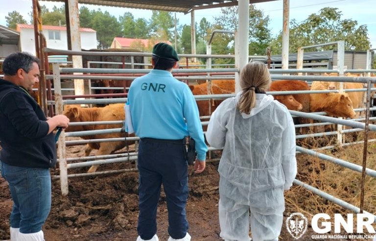 Operação “Illegal Livestock Farming”