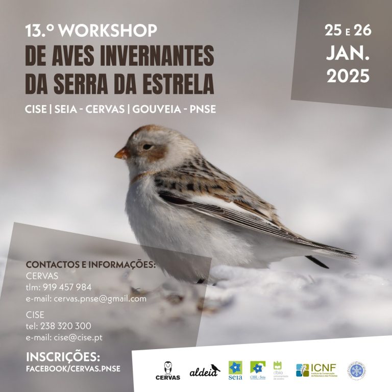 Dois dias para observar aves invernantes na Serra da Estrela