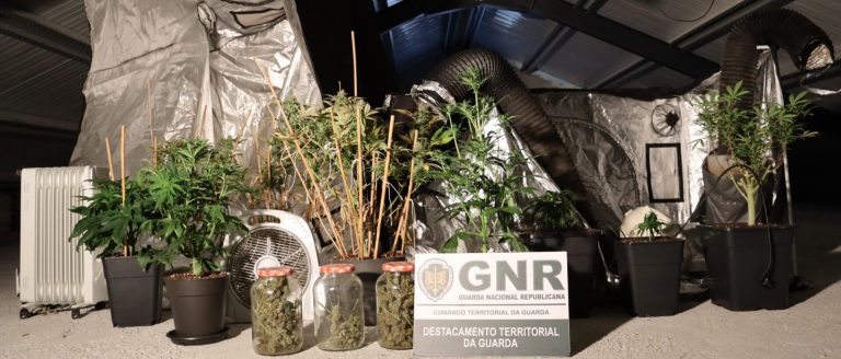 Pinhel. Detido por cultivo e produção de estupefacientes