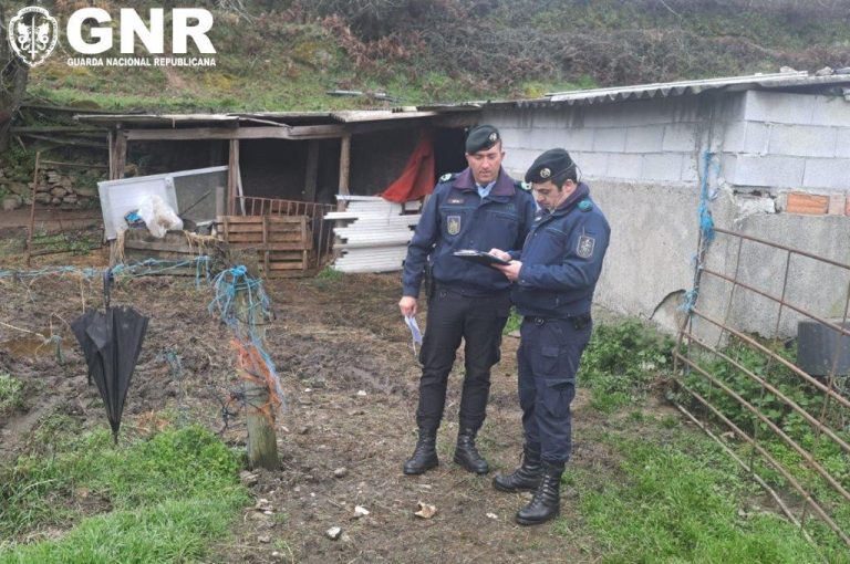 Guarda – Detetadas seis infrações em explorações pecuárias