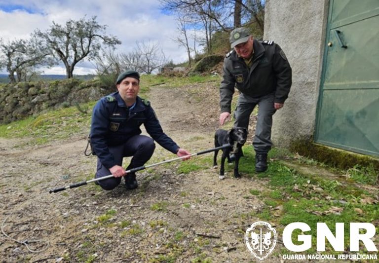 Guarda – Identificado suspeito por crime de maus-tratos a animal de companhia