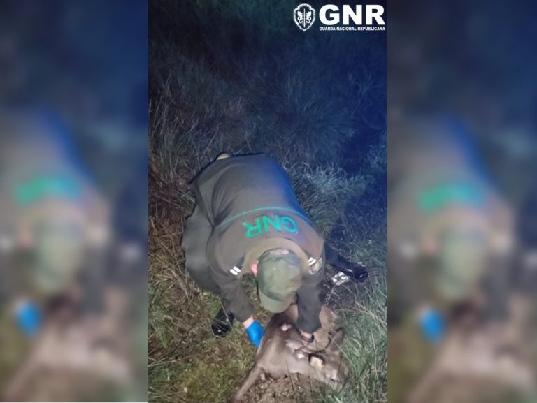 Sabugal – Resgate de corço ferido