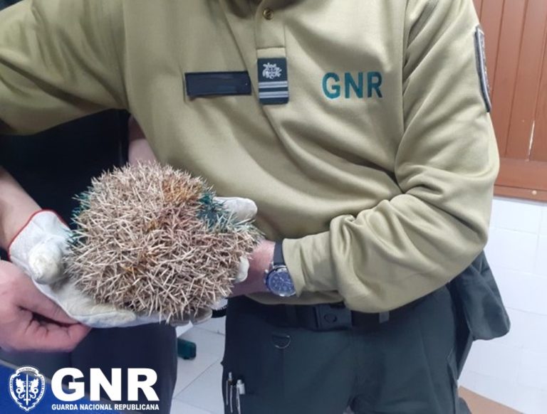 Guarda – Resgate de um ouriço-cacheiro