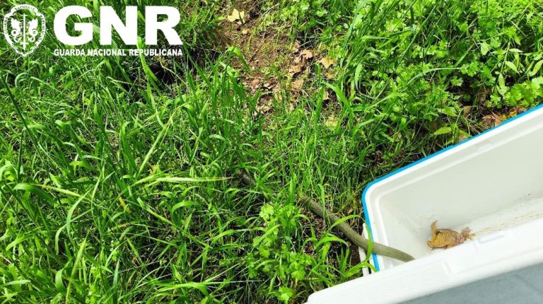 Seia – Recolha de cobra