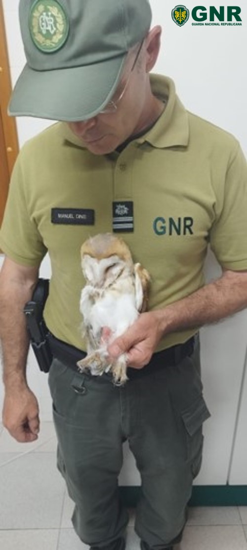 Pinhel – Resgate de coruja-das-torres