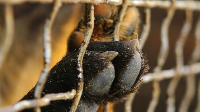 Vila Nova de Foz Côa – Resgate de 70 cães em canil ilegal