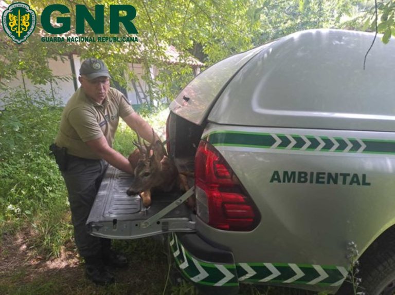 Guarda – Resgate de corço debilitado