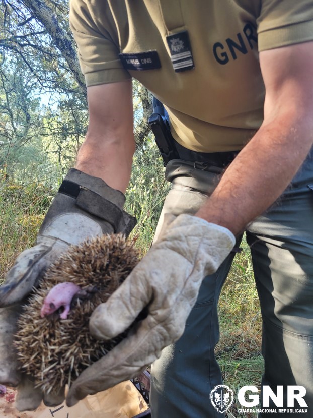 Guarda –  Resgate de ouriço-cacheiro com crias recém-nascidas
