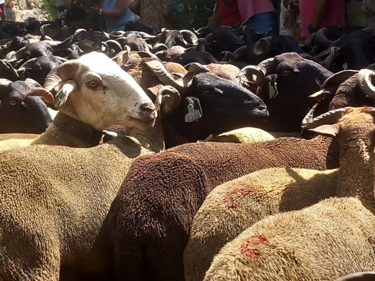Transumância em Seia celebra tradição e ligação à natureza (videos)