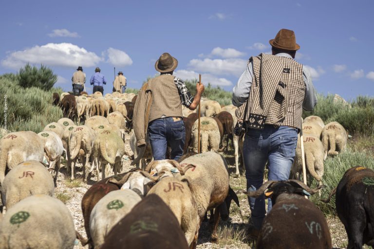 Seia celebra a Festa da Transumância e dos Pastores, uma vivência autêntica da Serra da Estrela – Subida dos rebanhos acontece amanhã