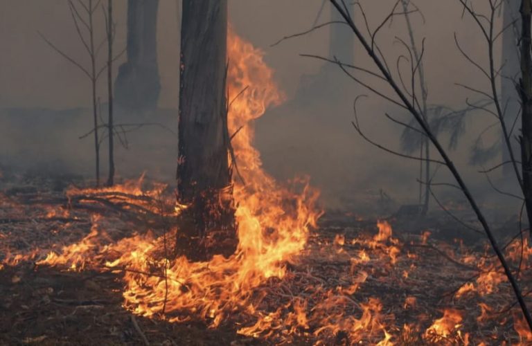 Fornos de Algodres – Detido por incêndio florestal