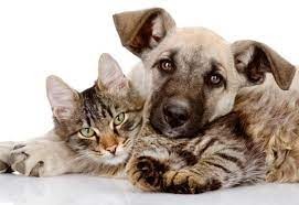 Município de Seia lança campanha de apoio à esterilização de animais de companhia