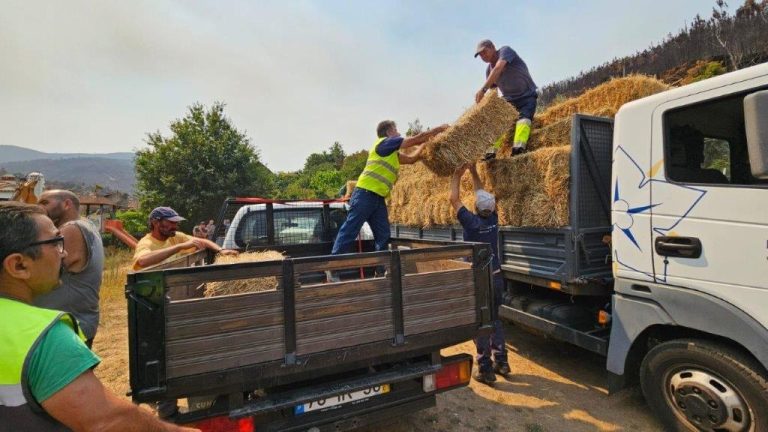 Município de Seia iniciou a distribuição de alimentação para animais afetados pelo incêndio