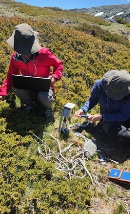 Missão de investigação procura relações entre plantas da Serra da Estrela e do Cerrado do Brasil