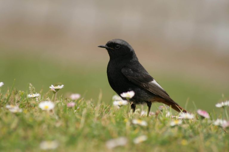 CISE e CERVAS promovem Observação de Aves no Fim-de-semana Europeu de Birdwatching