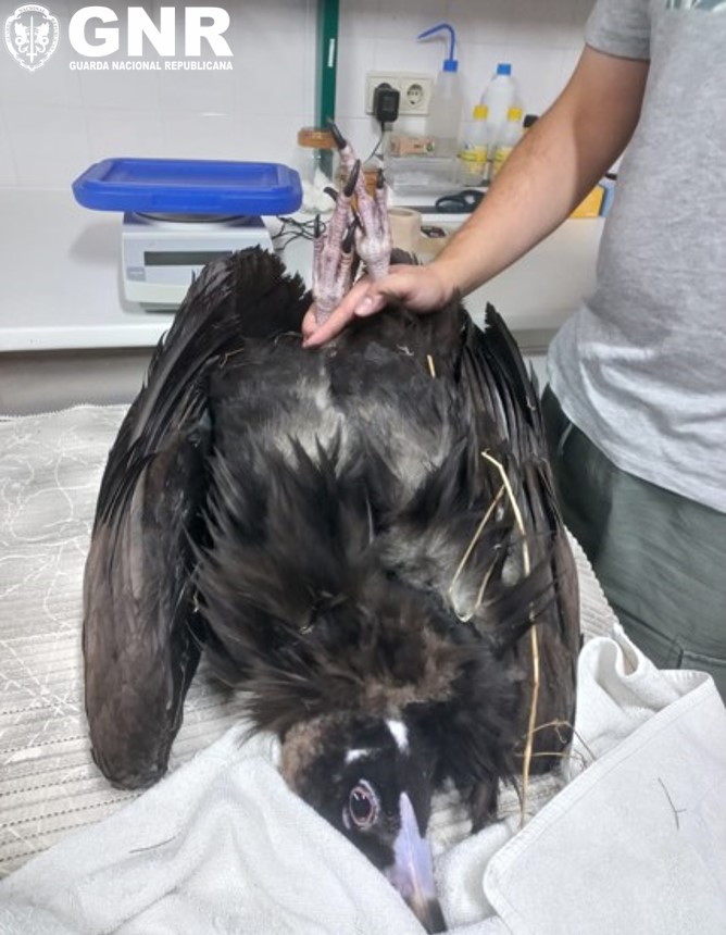 Seia – Recolha de um abutre-preto