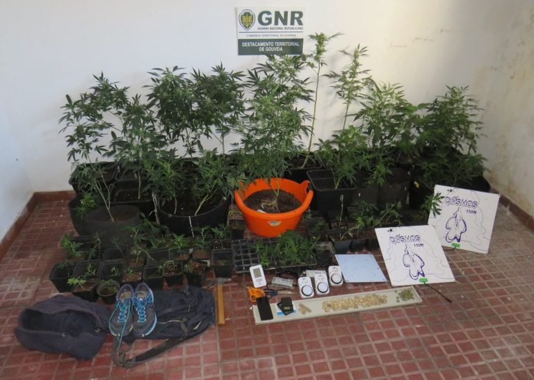 Fornos de Algodres – Detido por cultivo de canábis