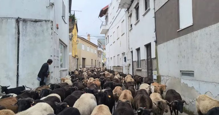Rebanhos já começaram a descer da Serra da Estrela, centenas de ovelhas preenchem por completo as ruas das aldeias encerrando o ciclo da transumância