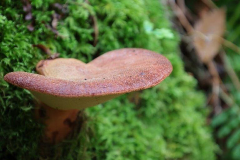 CISE organiza curso prático de identificação de cogumelos