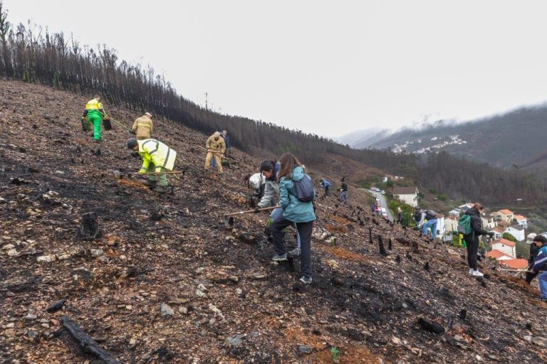 Município de Seia promove ações de reflorestação nos Condomínios de Aldeia afetados pelos incêndios