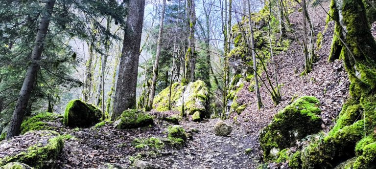 CISE assinala Dia Mundial da Floresta com exposição dedicada aos insetos da Serra da Estrela