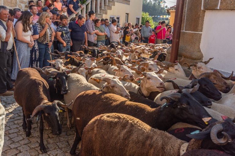 Romaria dos Rebanhos volta a cumprir a tradição na Folgosa da Madalena
