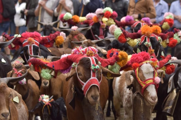 Seia celebra a Festa da Transumância e dos Pastores a 4 de julho