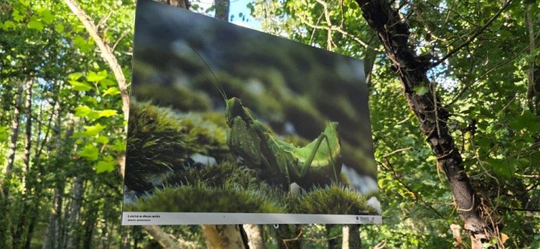Biodiversidade e memória: exposição fotográfica a céu aberto na Praia Dr. Pedro em São Romão
