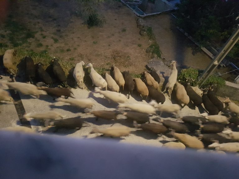Festa da Transumância e dos Pastores adapta programa devido às condições meteorológicas