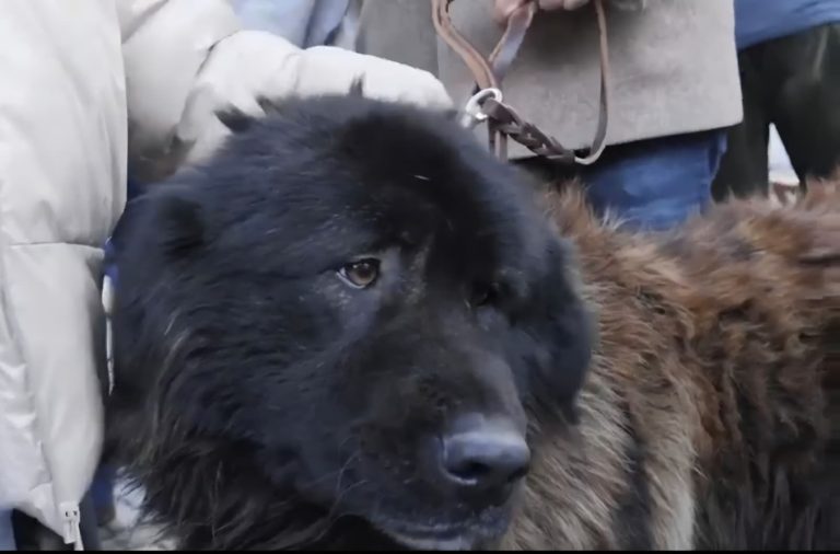 Seia celebra Dia Mundial do Cão da Serra da Estrela com encontro no Parque Municipal