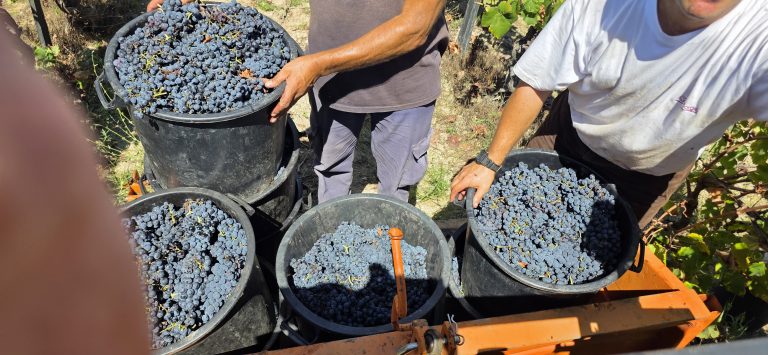 Começou a época das​ Vindimas. O JSM acompanhou a “apanha da uva” numa Quinta, em Santa Marinha