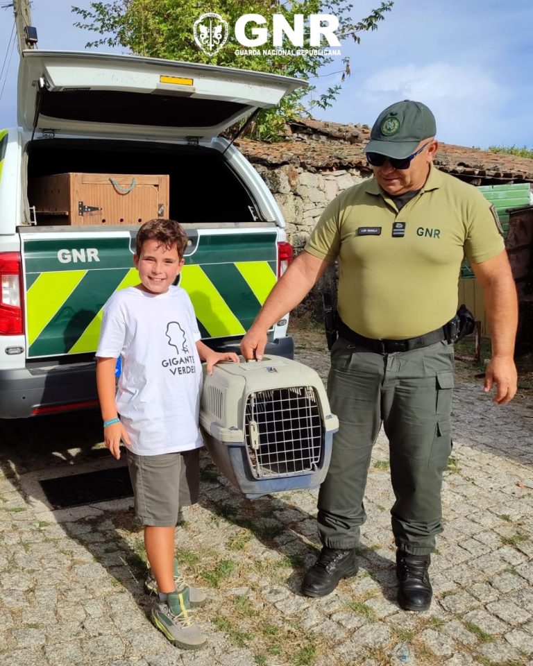 Guarda – Recolha de Coruja-do-mato