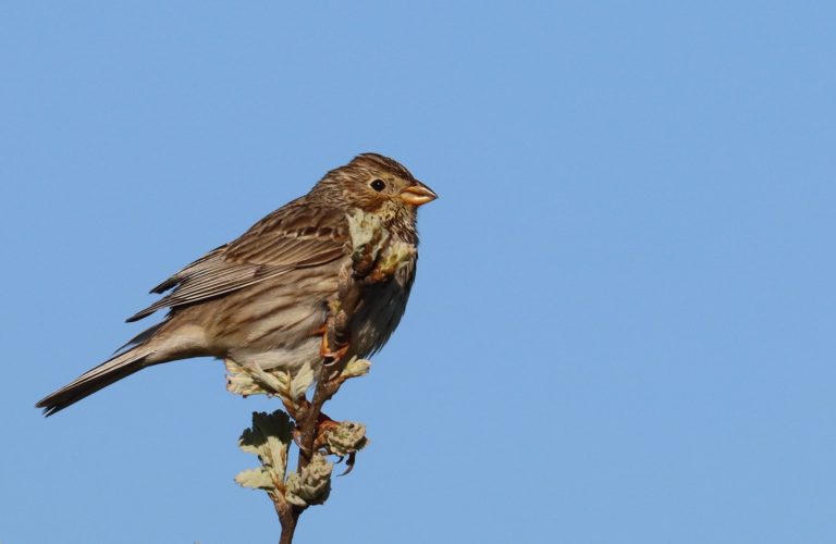 CISE e CERVAS promovem saída de campo para observação de aves na serra da Estrela