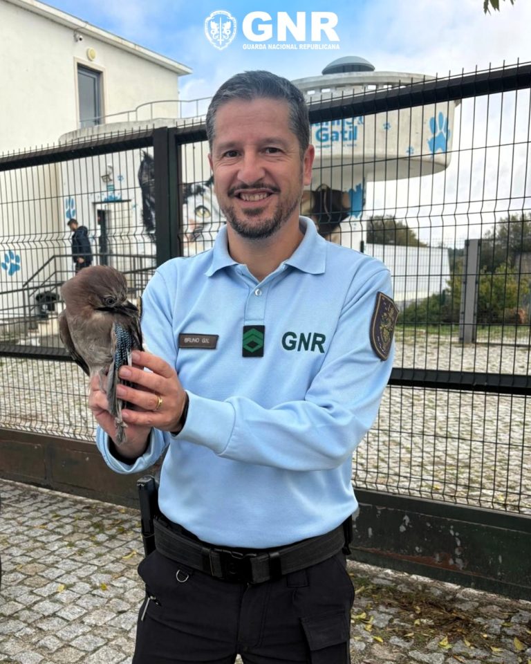 Guarda – Recolha de ave debilitada